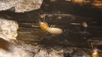 How Do Anti-Termite Additives Formulate…