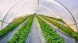 Saving Crops with Insect Repellent…